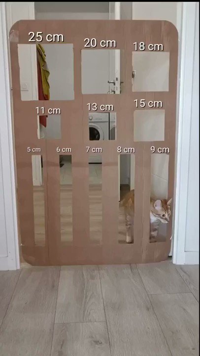 【検証】猫は液体説立証か！？どこまで小さい隙間を通れるのか実験してみた！