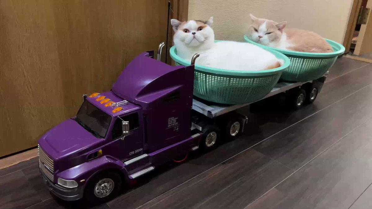 ラジコントレーラーで猫をお風呂場まで搬入！？