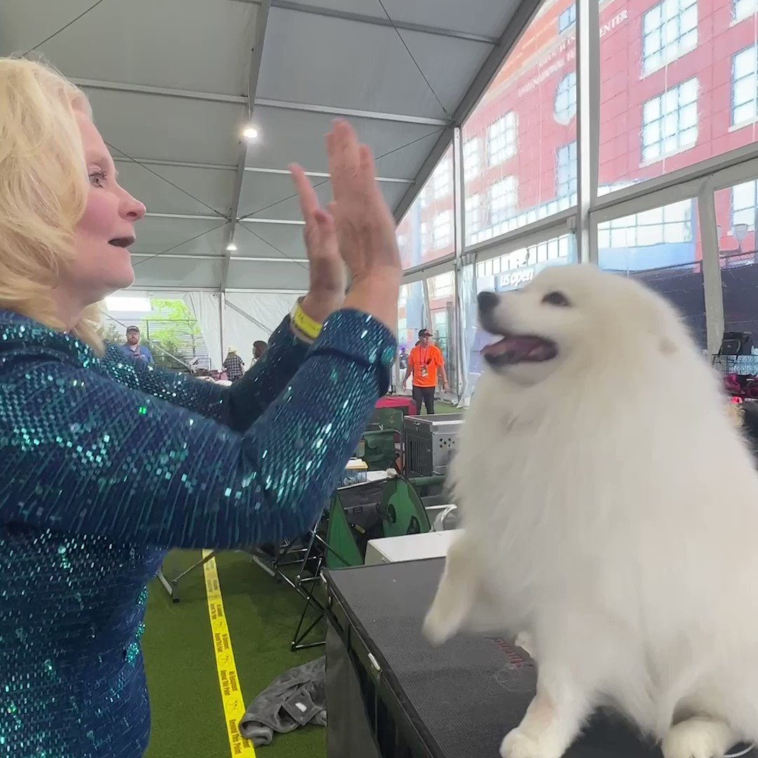 the-new-york-times-on-twitter-the-westminster-kennel-club-dog-show-is