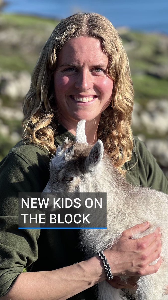 rt-news-on-twitter-no-kidding-37-baby-goats-have-joined-the-herd