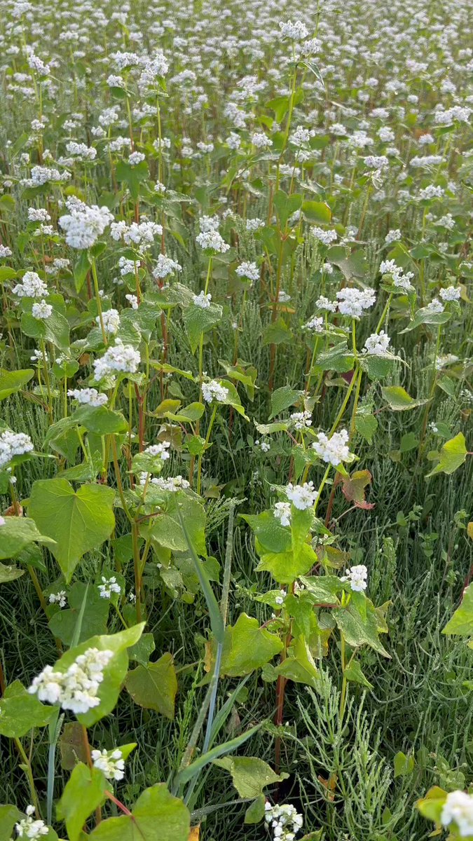 そばの花。 花言葉は何だろう🤔と調べましたら「懐かしい思い出」「あなたを救う」「一生懸命」「幸福」 なのだそうです😌