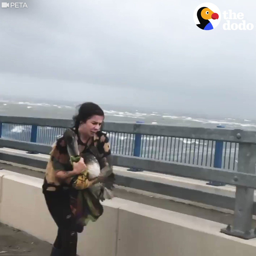 The Dodo on Twitter "Rescued pelican does the sweetest thing for his