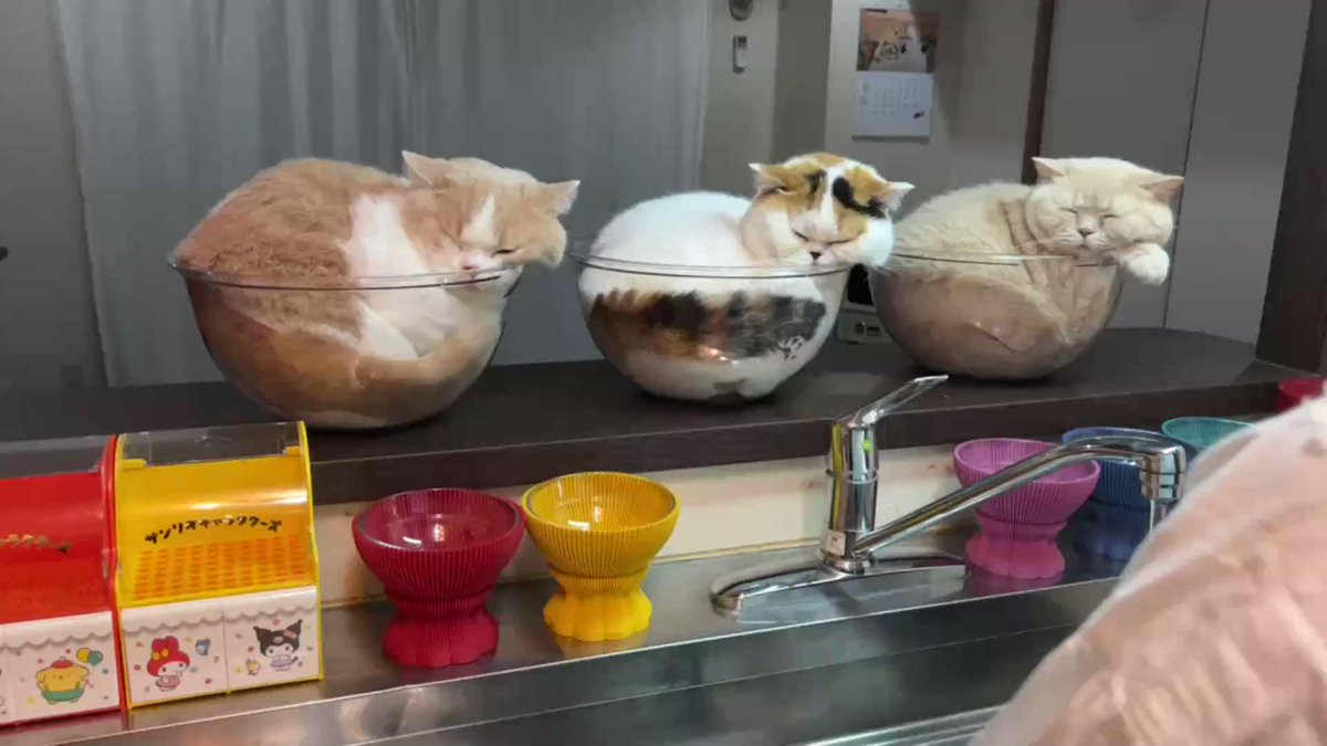 猫は液体