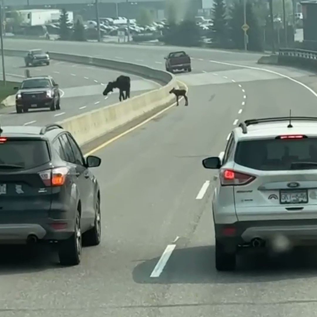 FOX19 NOW on Twitter: "A mama and baby moose calf get a little assistance  crossing the road. https://t.co/s2Nx97FeMO" / Twitter