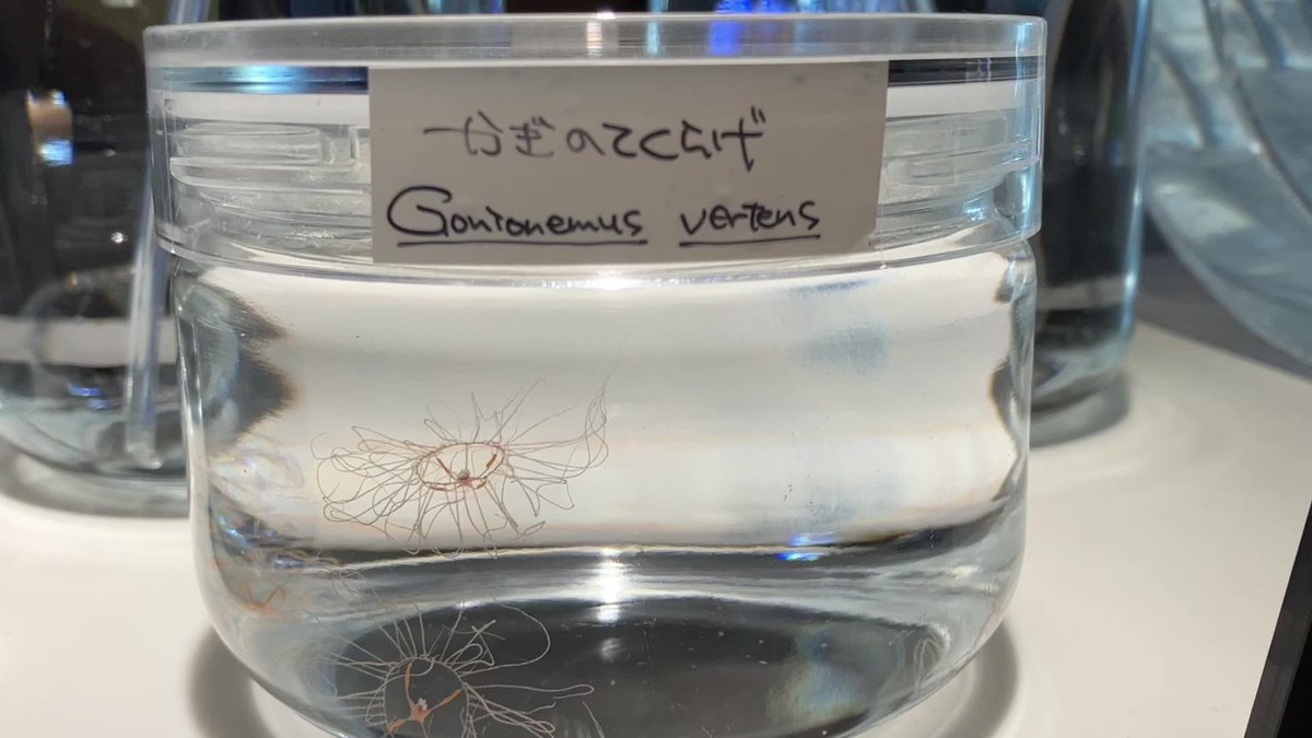 呼吸するくらげ 京都水族館 on X