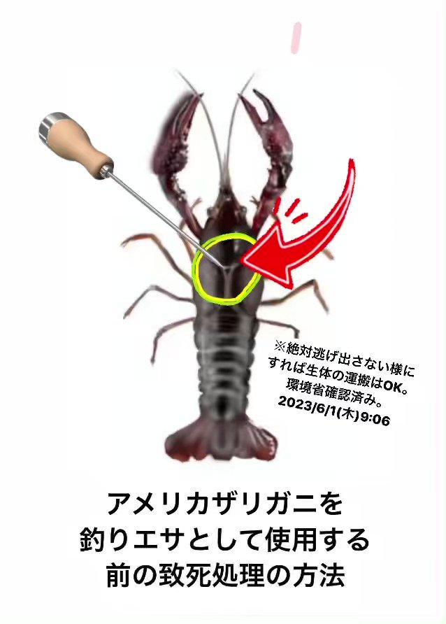- ̗̀🐑 ̖́- on Twitter: "RT @orurudojp: 日本でアメリカザリガニを釣りエサとして使用する場合の処理の図解と ... - 62EKDlyMPe2rrPvp