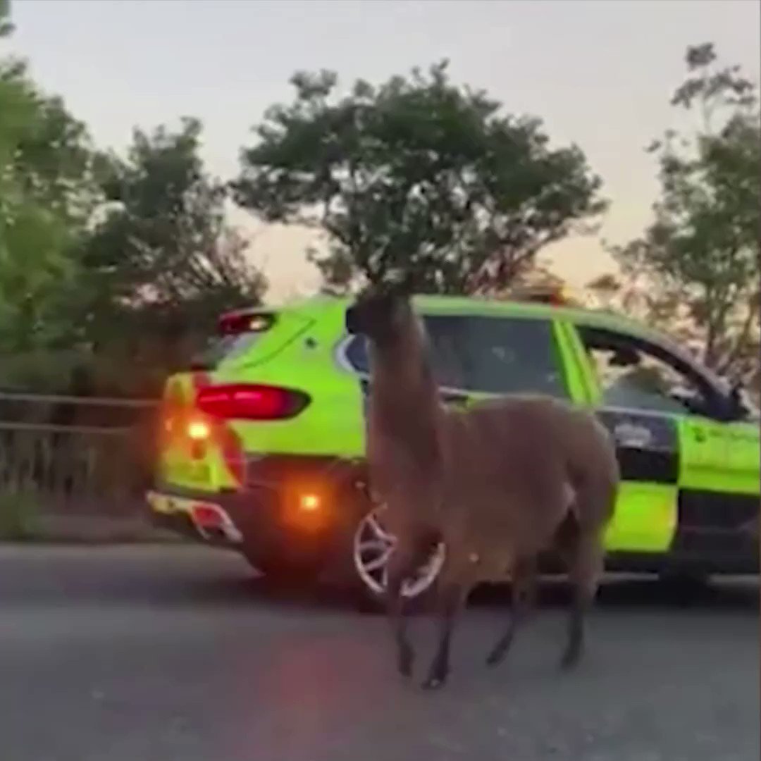 Daily Star On Twitter This Runaway Llama s Antics Led To Long Queues daily-star-on-twitter-this-runaway-llama-s-antics-led-to-long-queues
