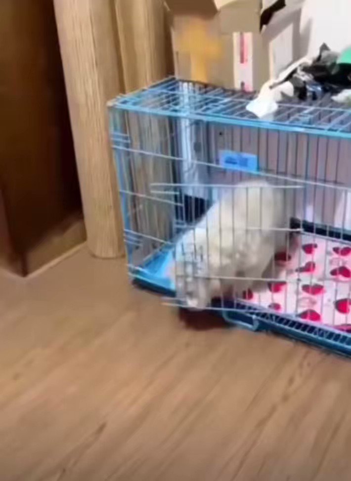 The Minxx Club on Twitter "No one’s going to convince me dogs aren’t
