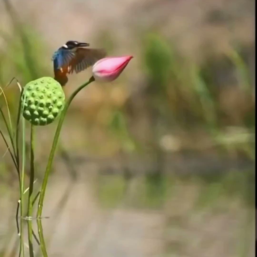 Buitengebieden on twitter the skills of a kingfisher 
