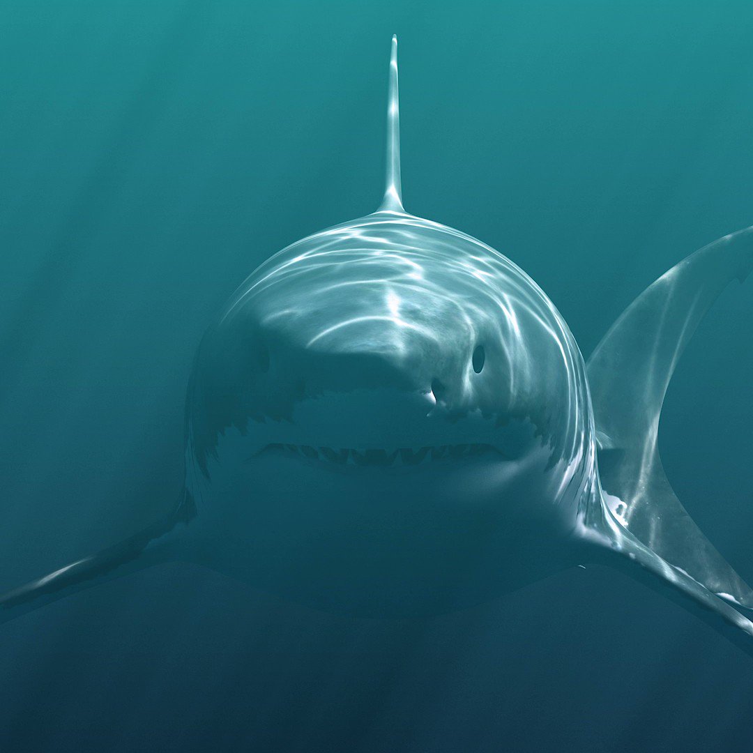 Shark Week on Twitter: "Millions of years ago, the #megalodon ruled the