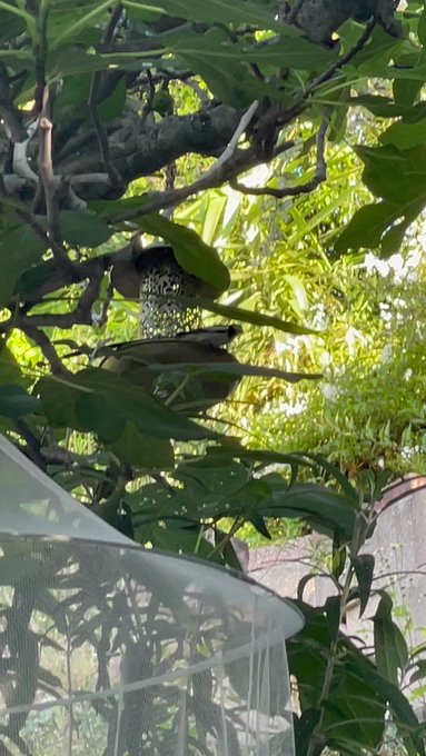 1 pic. One of the coolest birds I’ve ever had the chance of seeing at my feeder. Wow ? https://t.co/