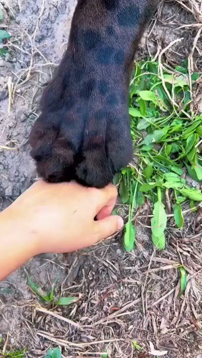 St. Rev. Dr. Rev ☯️🏴😻 on Twitter: "Interesting thing about the Felidae