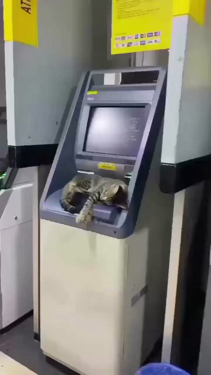 RT @weirdlilguys: ATM means Adorable Tabby Machine https://t.co/FxB3DbbF08