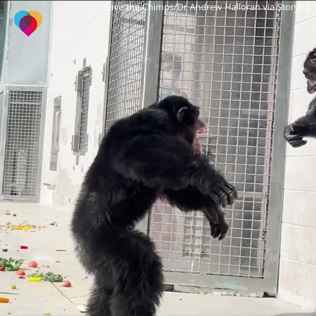 Alex on Twitter: "There is a lot of pop culture fear for chimps because