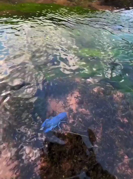 RT @TheFigen_: A rare blue crayfish chilling in water stream.

 https://t.co/ZXIP4x6ltl