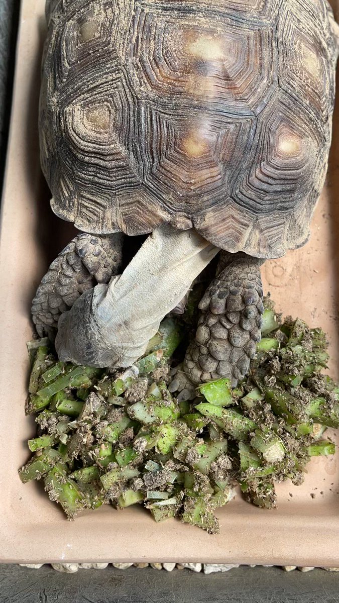 りくがめ 爬虫類クラブJ横須賀店 【公式】 【爬虫類倶楽部】 【ハチクラ