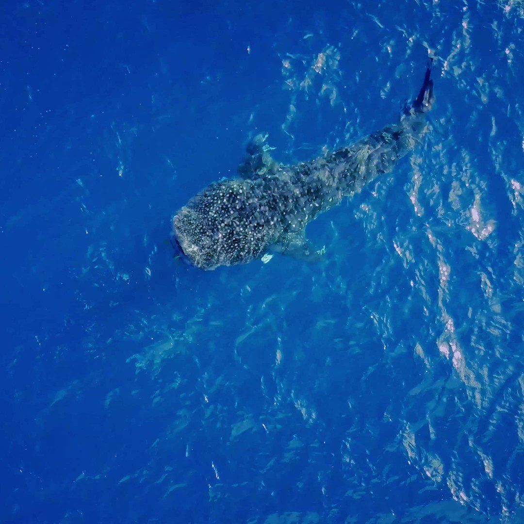National geographic tv on twitter by recording the unique spot