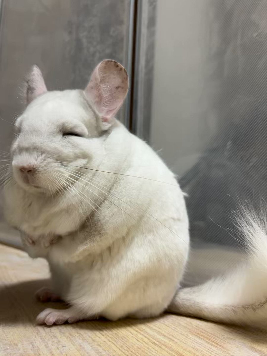 着用数回、美品！チンチラケープ♡︎ チンチラです