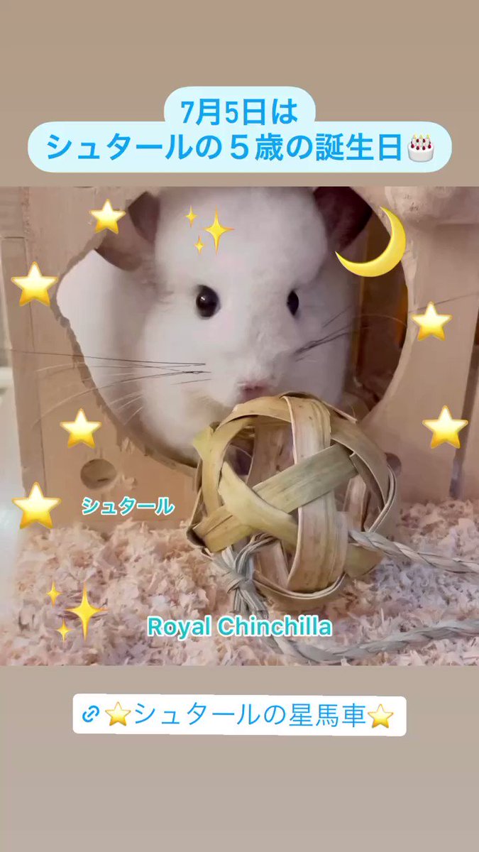 @ChinchillaRoyal's video Tweet