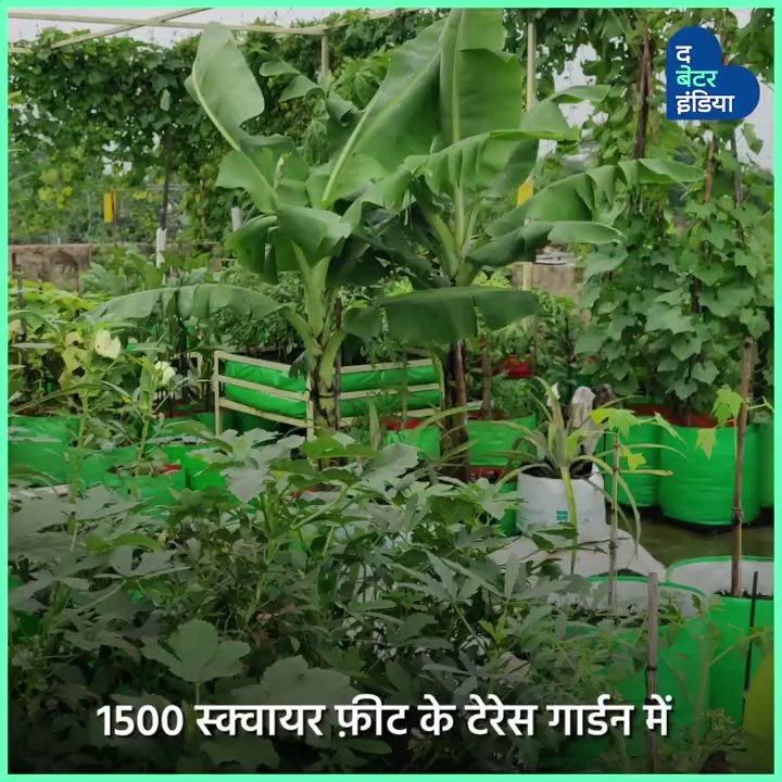 द बेटर इंडिया (The Better India - Hindi) on Twitter: "घर में उगाना