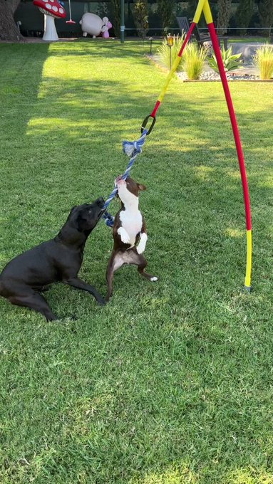 Porks favorite thing is to play tug and since my injury we haven’t been able to but I finally found a