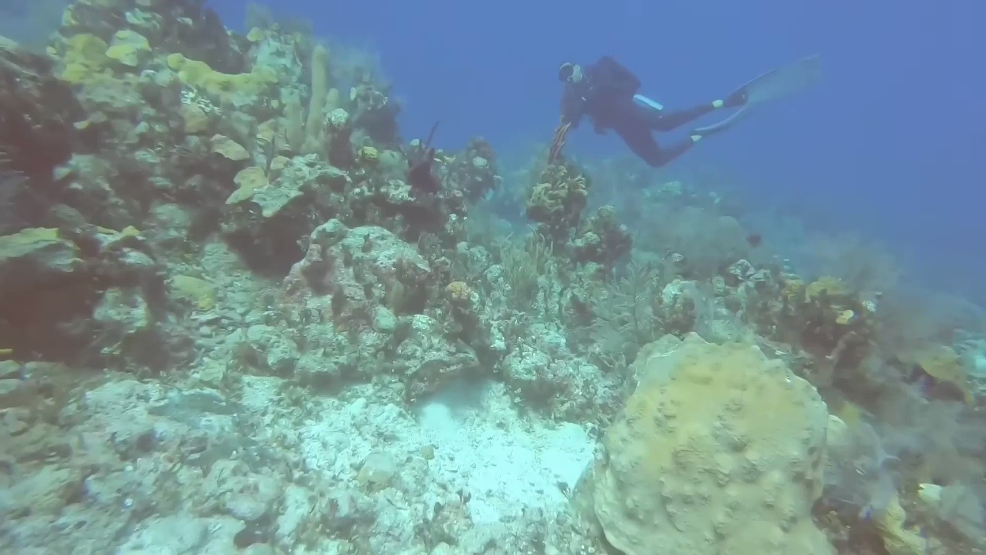 Fifty Shades of Whey on Twitter: "This is a video of scuba divers being