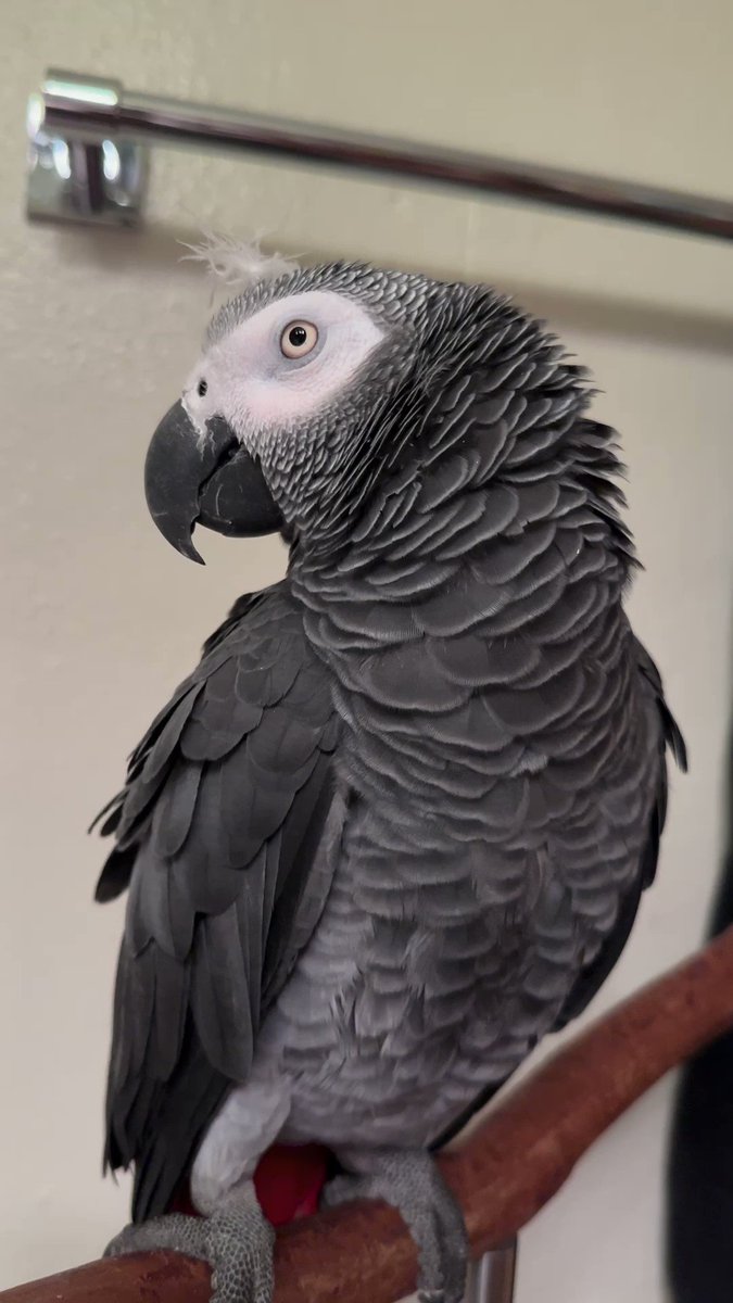 ApolloandFrens on Twitter "Stuck a feather on his head and called it