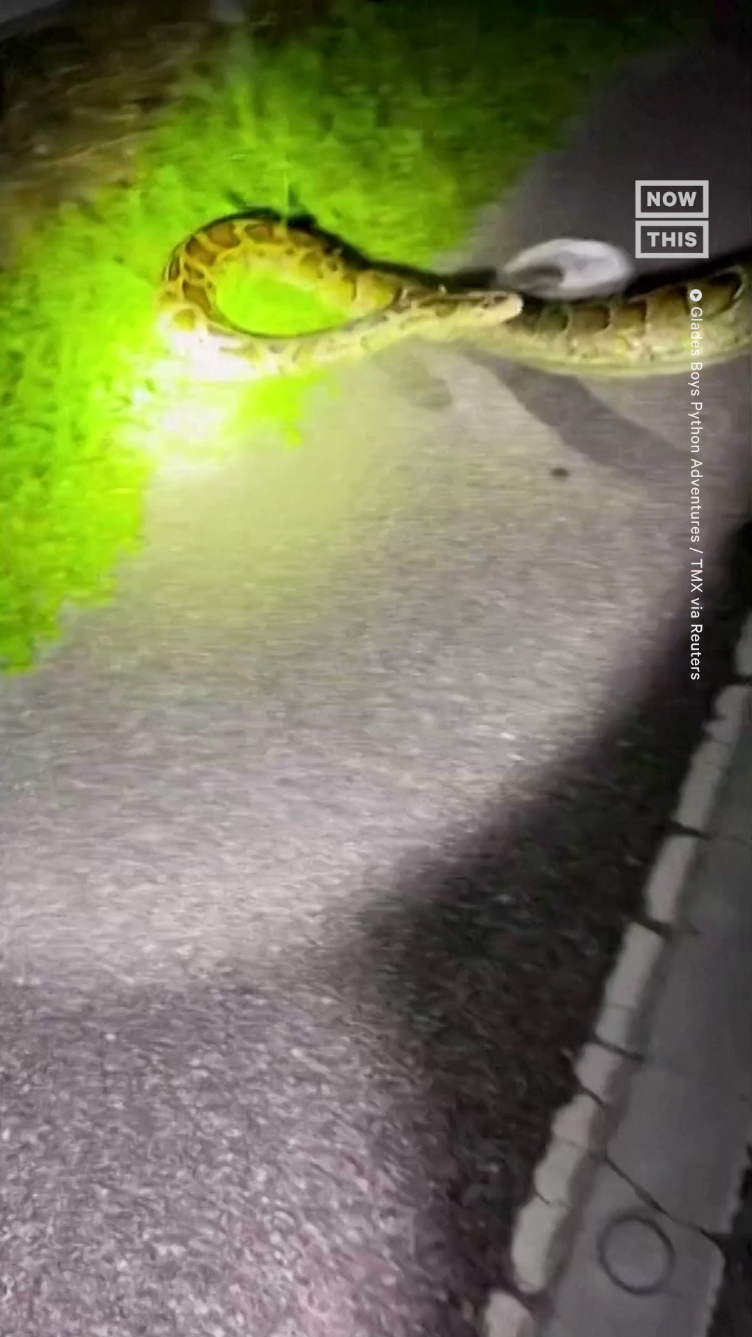 NowThis on Twitter "A group of python hunters captured a record