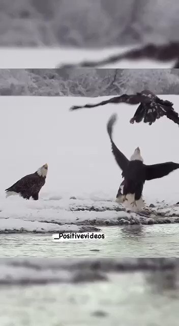 RT @GirlBoss2024: I didn’t know this about eagles and crows but the story is good also. Sound on. https://t.co/etubY9wYlo