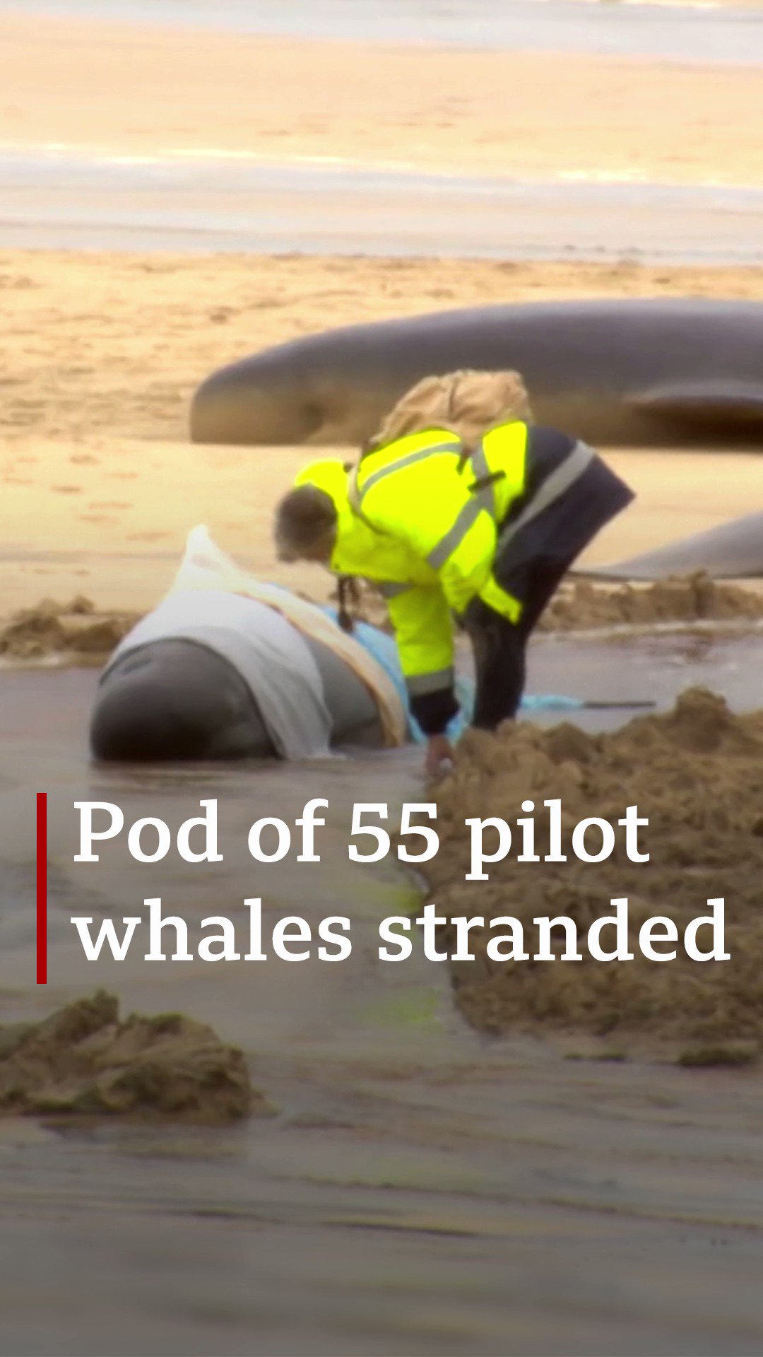 Pod of 55 pilot whales die after being stranded on a beach in Scotland