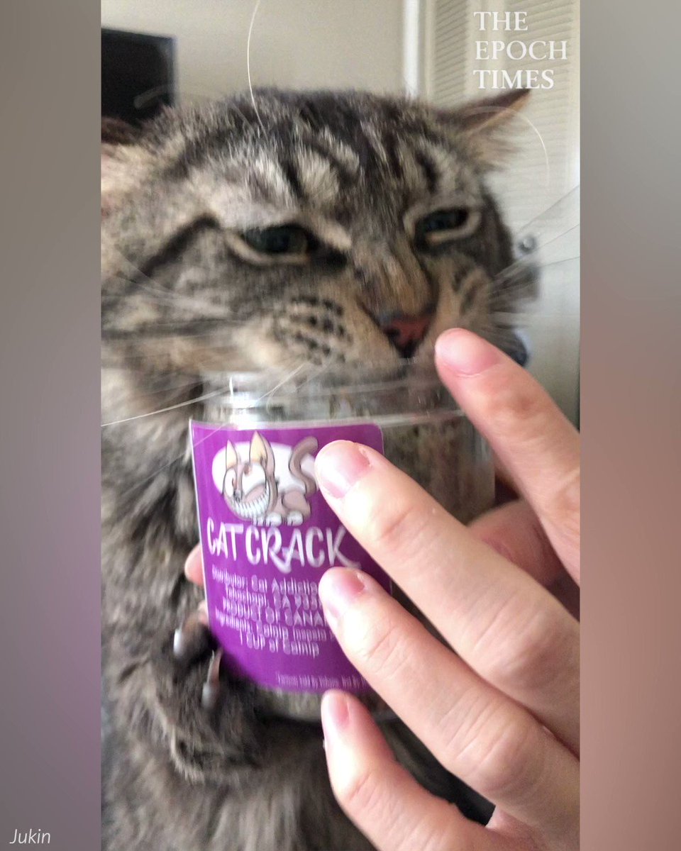 Epoch Inspired on Twitter "And that's why we pour just a little catnip