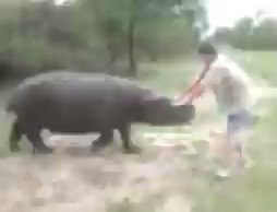 World Of History on Twitter: "Marius Els rescued a baby hippo from a