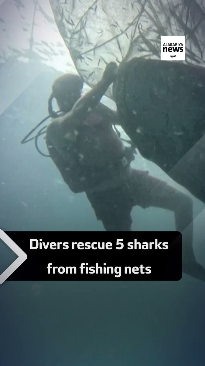 Five whale #sharks were rescued by divers after they were found trapped in fishing nets in ocean waters off #Indonesia. https://t.co/78A5Hvzs6O