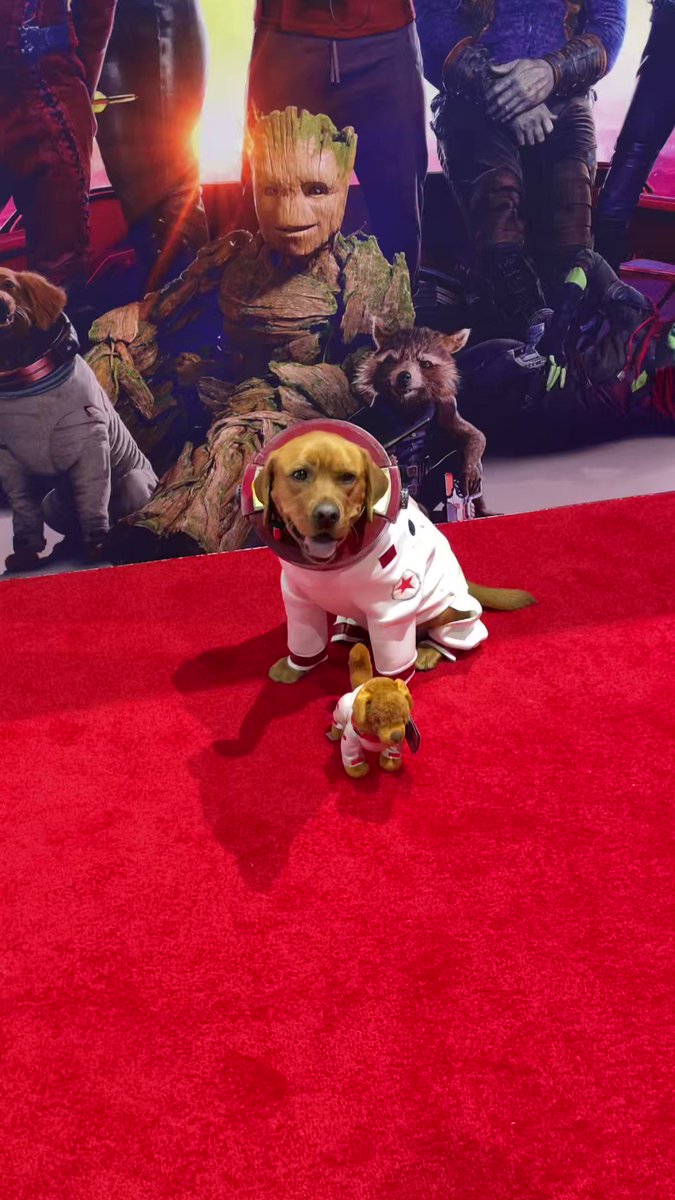 I met dog, and dog was perfect! Cosmo aka Jackson the Fire Dog made a surprise appearance at the #MarvelSDCC booth! #SDCC #GuardiansOfTheGalaxyVol3 https://t.co/3TGmj2oq5G
