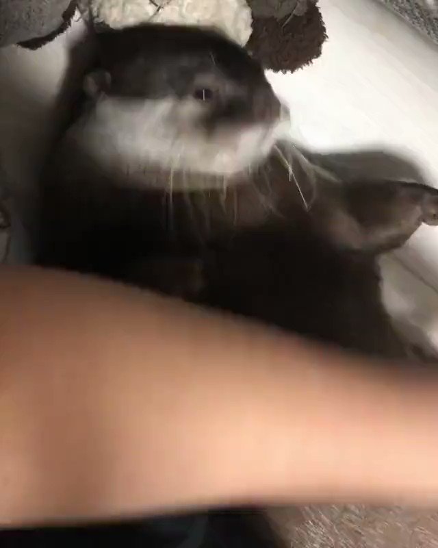 RT @shouldhaveanima: chubby otter scratching its tummy https://t.co/Me5NhLVu1k