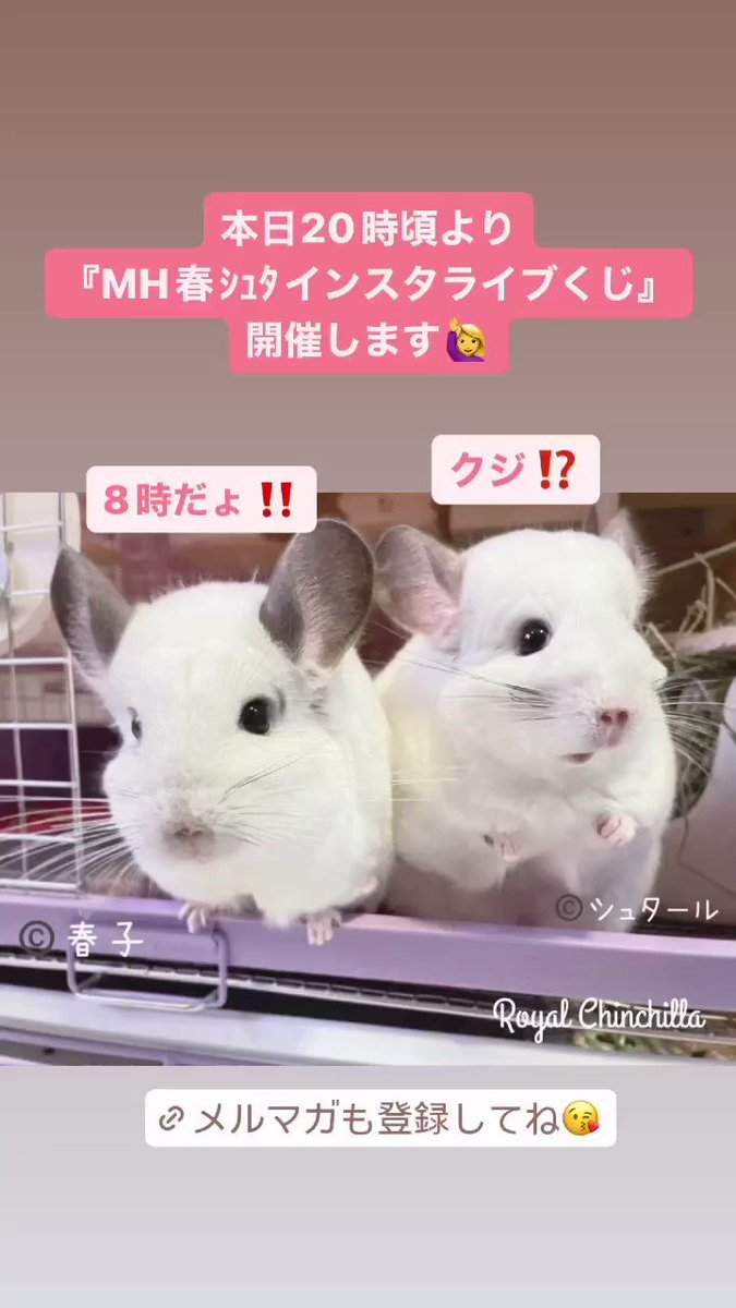 @ChinchillaRoyal's video Tweet