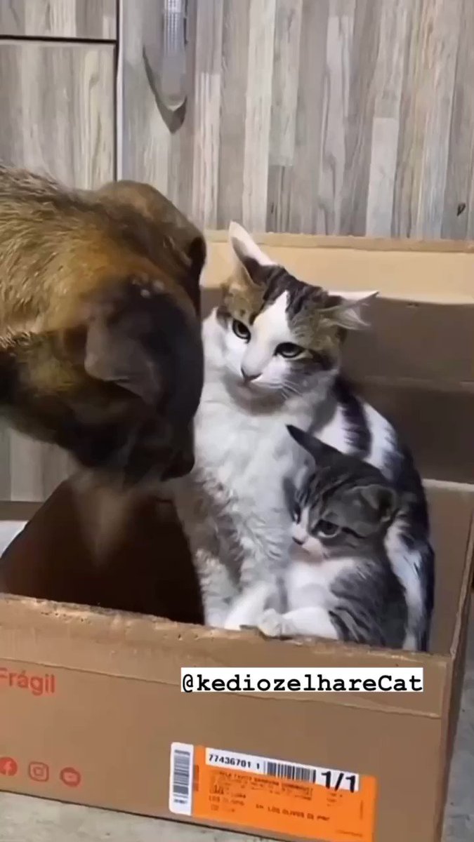 a-cat-is-always-brave-even-if-it-s-a-baby-look-at-mother-s-gaze-she