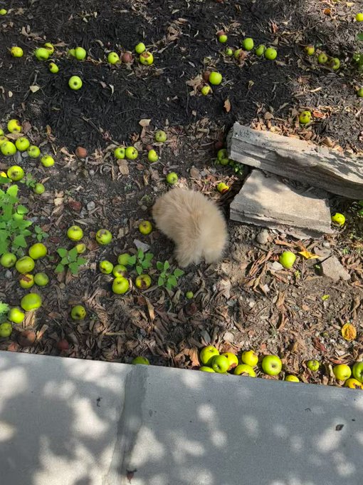 🍏 baby https://t.co/n2DtIo4cyj