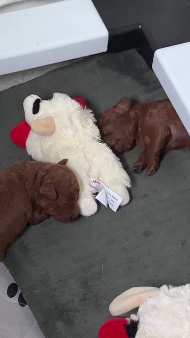 Puppies dreaming about a green Mercedes AMG GT&hellip; me too little buddies me too lol https://t.co/QbRMim