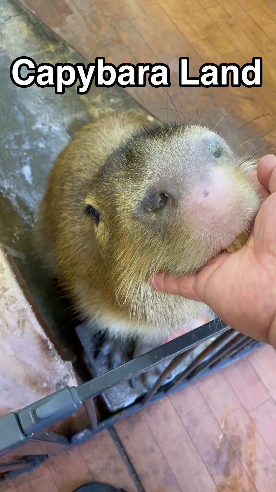 Capybara Cafe Tokyo area CapybaraLand カピバランドPUIPUI on X: Hello everybody. Capybara  Land is the best capybara cafe in Japan, Yokohama next to Tokyo. Admission  fee adult 1,600 JPY. Children under 3 years