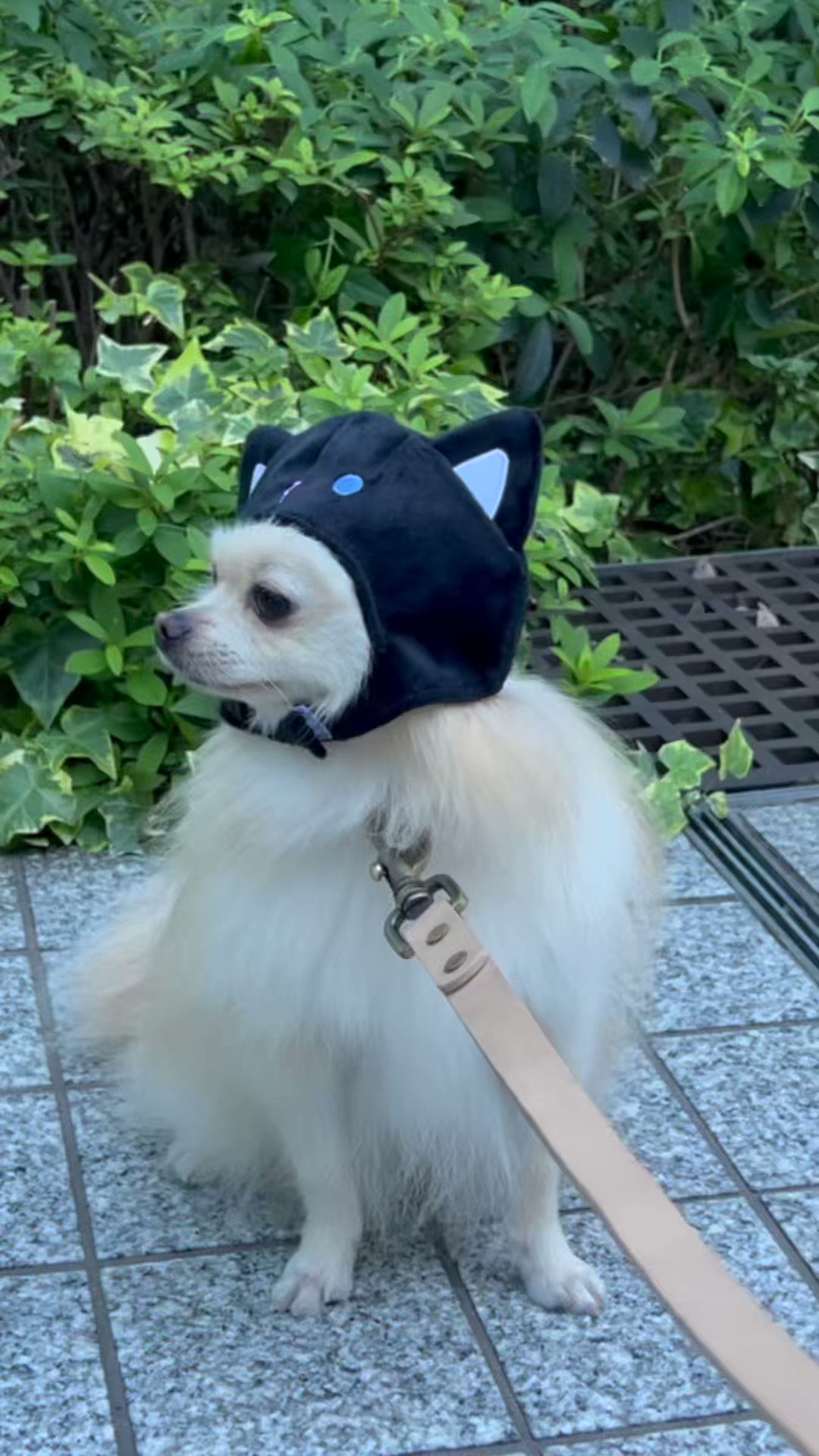 み様☆犬服☆ハンドメイドオーダー☆4着✩.*˚ みほ様☆犬服☆ハンドメイドオーダー - メルカリ