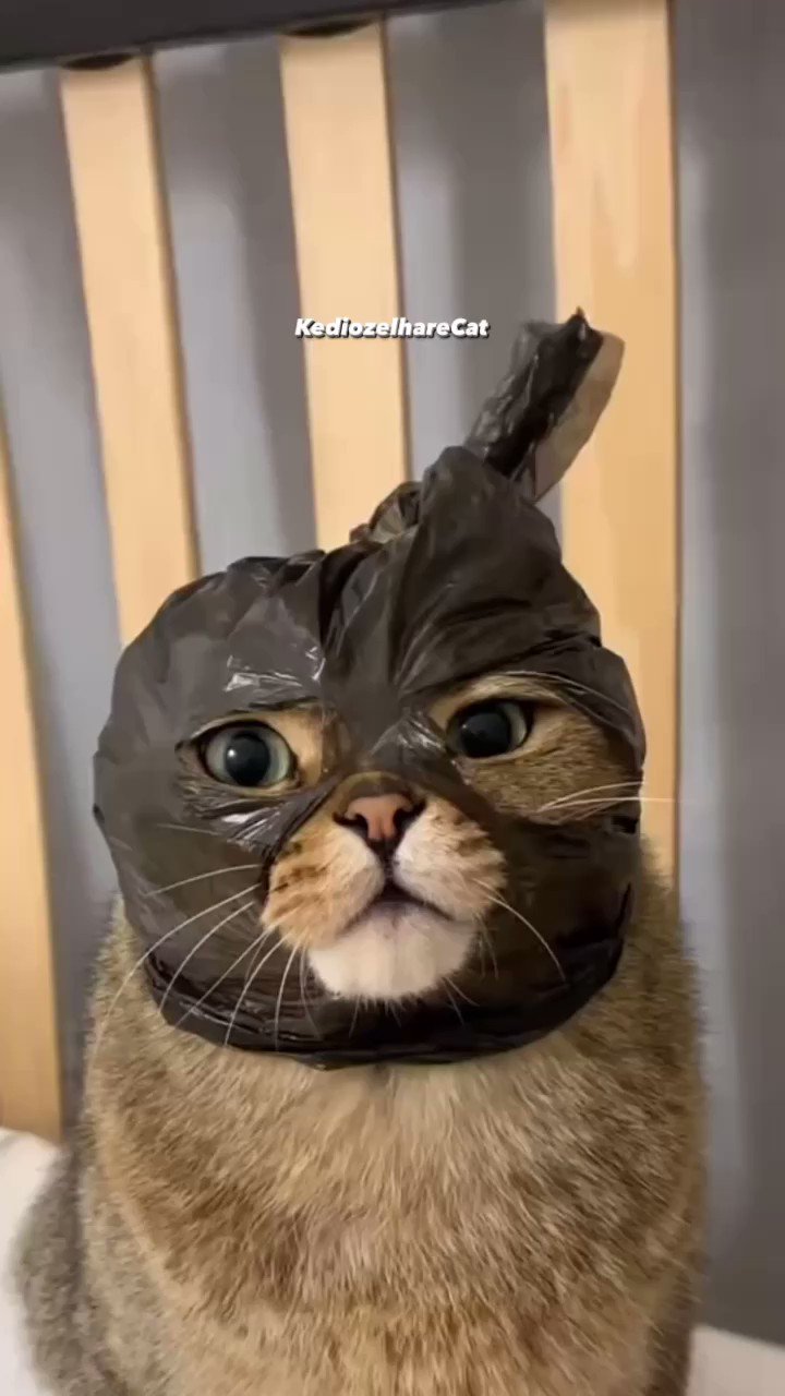 @KediOzelHarecats video Tweet