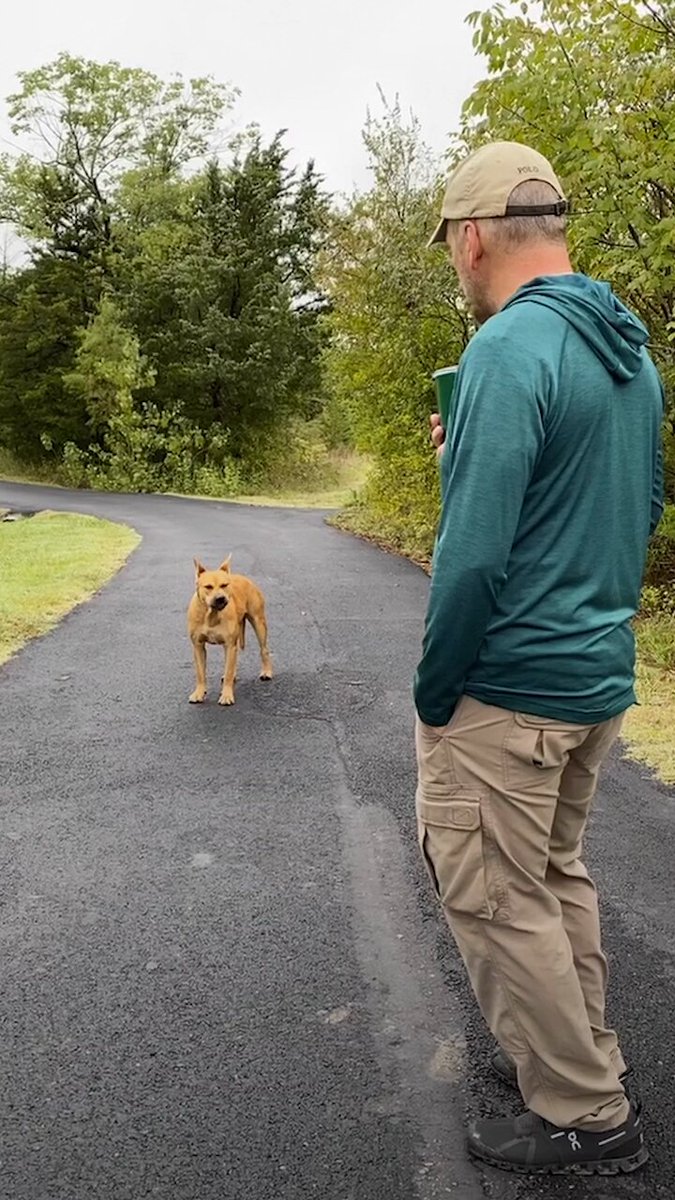 The Dodo on X: "Couple spends a year trying to rescue a stray dog — watch  him walk into their house for the first time 💗 https://t.co/YIUdev69nW" / X