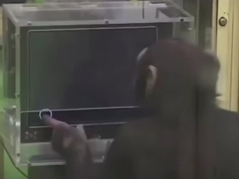 Обезьяна с ноутбуком гиф