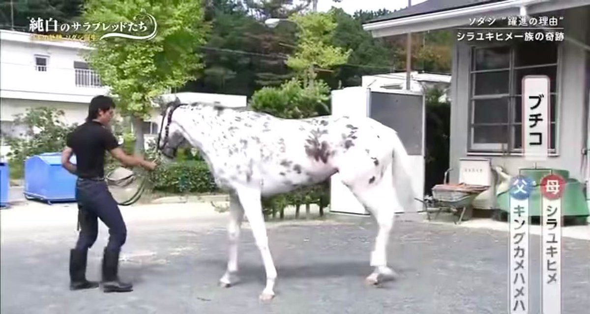 ブチ子と源☺︎☻ みすゞ on X: 