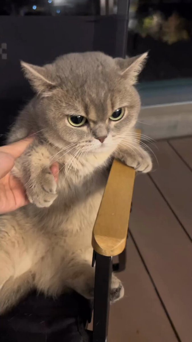 cat with confusing auras on X: oh, to be a tiny angry cat / X