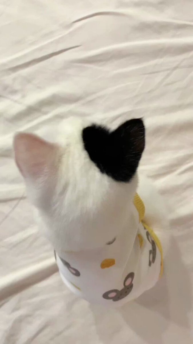 cat with confusing auras on X: oh, to be a tiny angry cat / X