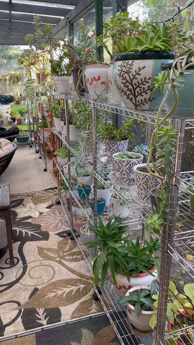 my succulent collection is undefeated https://t.co/NuD17HuUBM