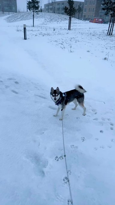 2 pic. Good morning from snowy Denmark! ?️?
Kylo says herro, you better say it back https://t.co/Ahh