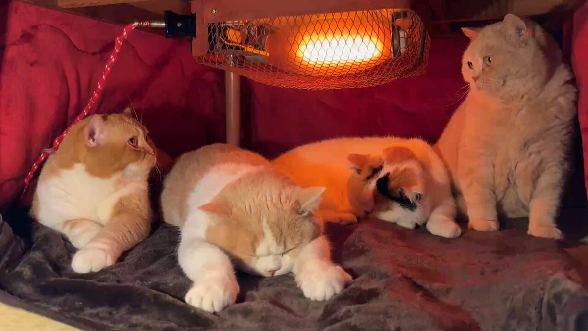 猫は液体 on X: 